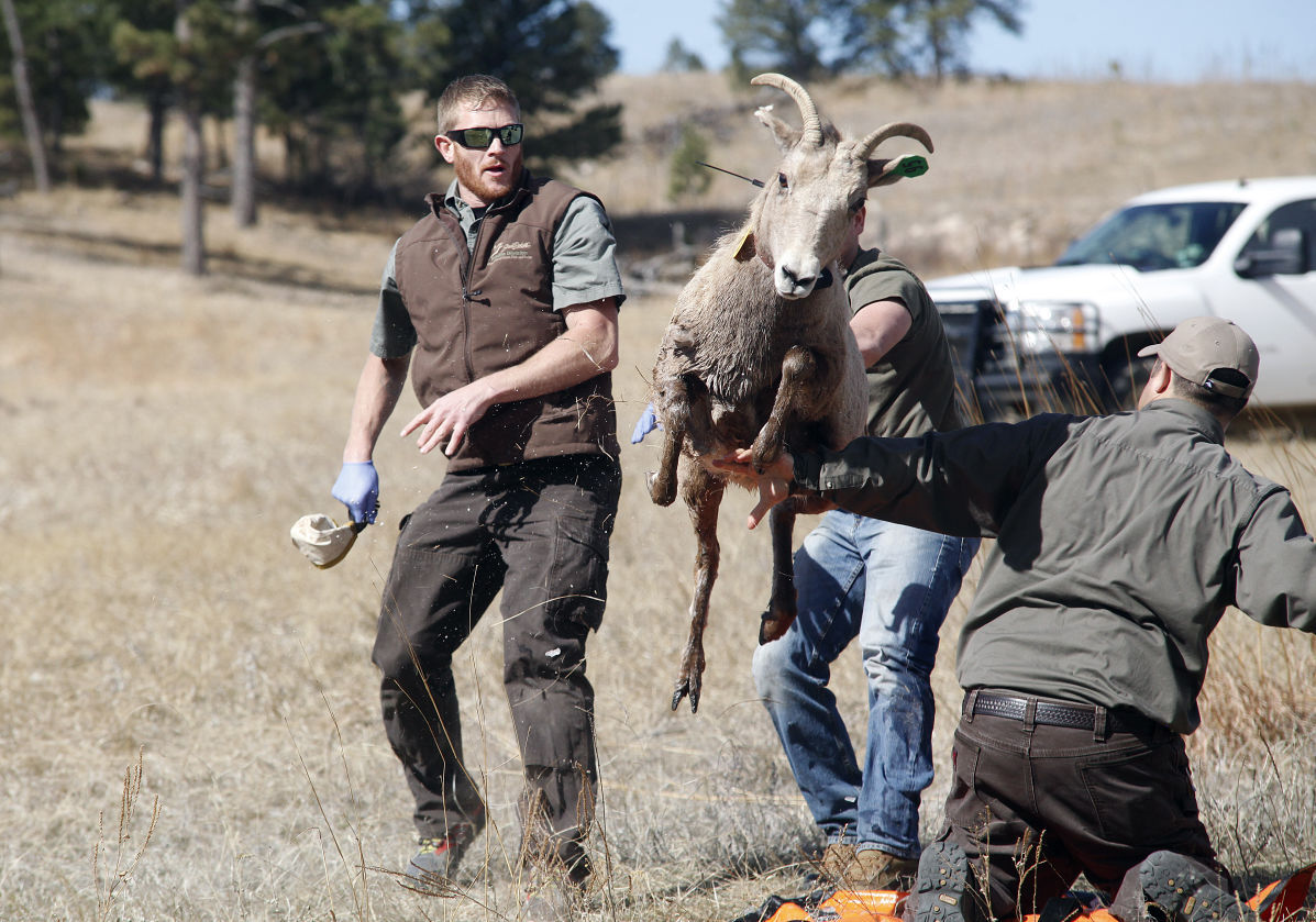 031216-nws-bighorn001.JPG